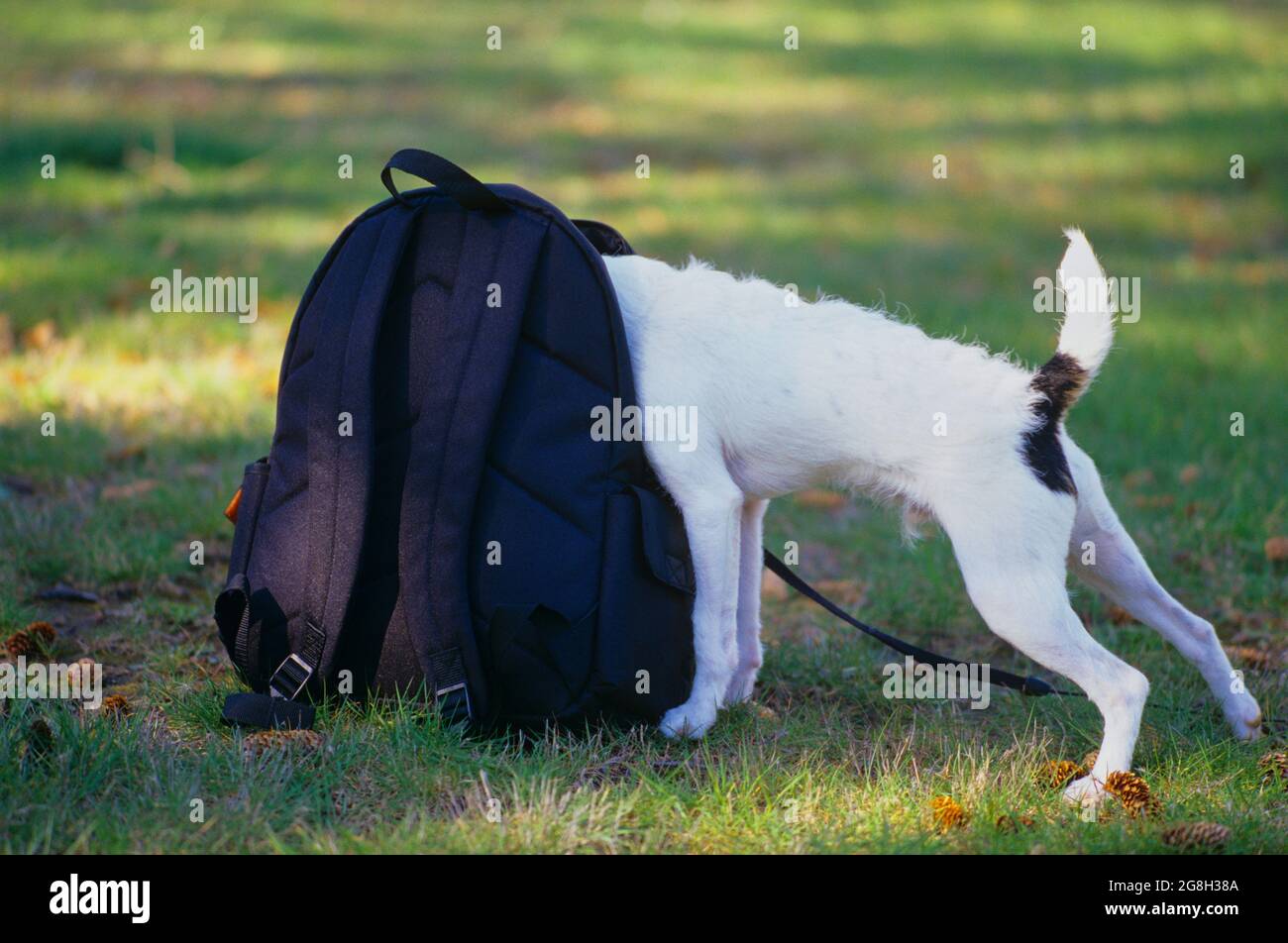 jack russell backpack