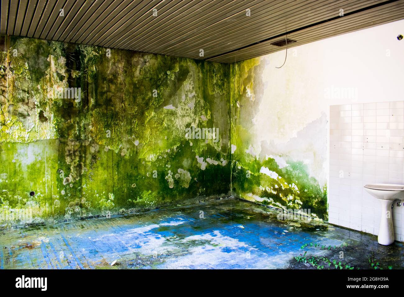 Moss grows on an interior wall Humid Some poison ivy Toilet sink white and blue tiles Stock Photo