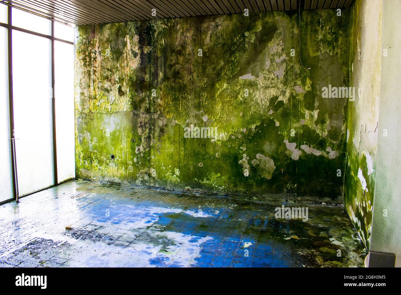 Mossy moldy wall blue tiled floor big windows Needs reconstruction Stock Photo