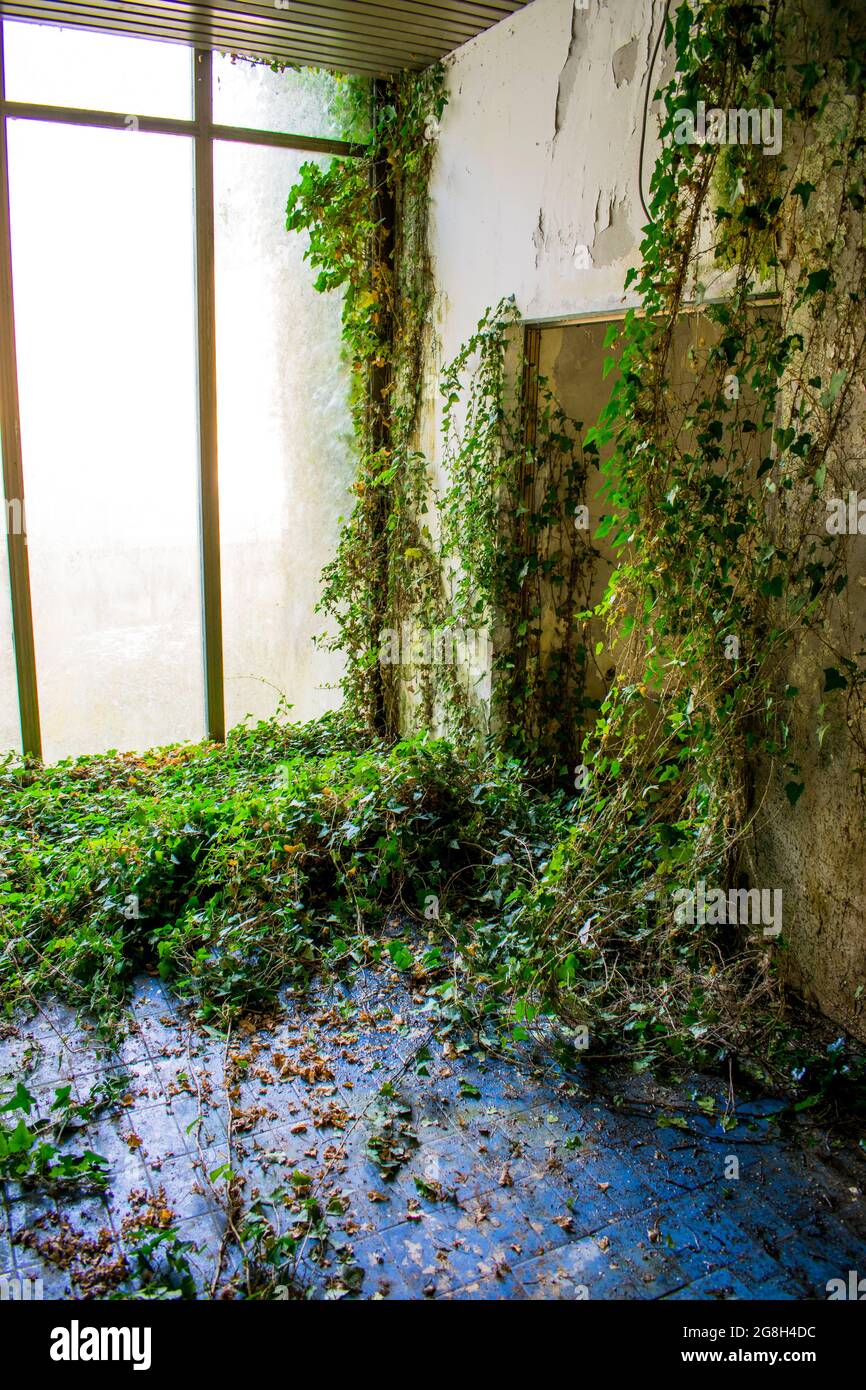 Poison ivy growing on a mossy wallBog windows Blue tiles Interior room needs maintenance Stock Photo