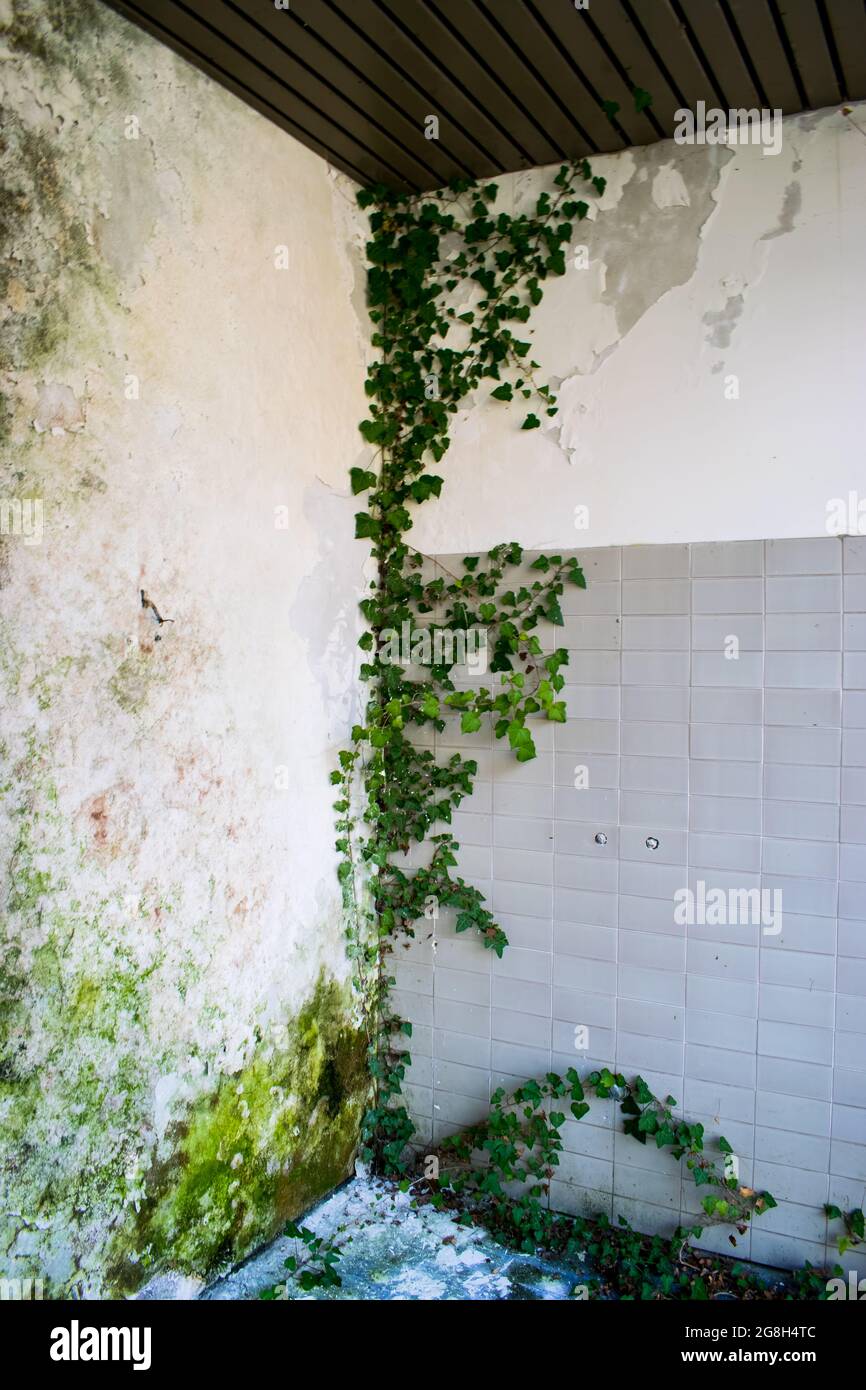 Poison ivy climbing up a mossy corner. Floor - blue tiles. Wall - white ceramic tiles. This was once a doctor's office. Stock Photo