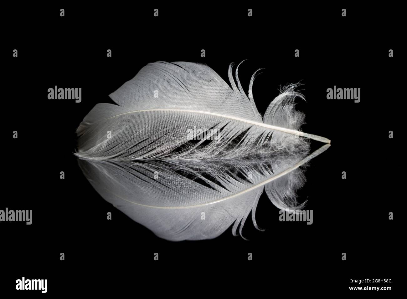 Single white feather and its reflection on black background Stock Photo Alamy
