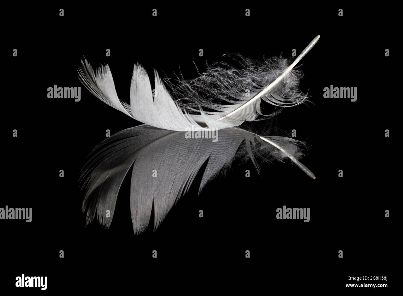 Single white feather and its reflection on black background Stock Photo