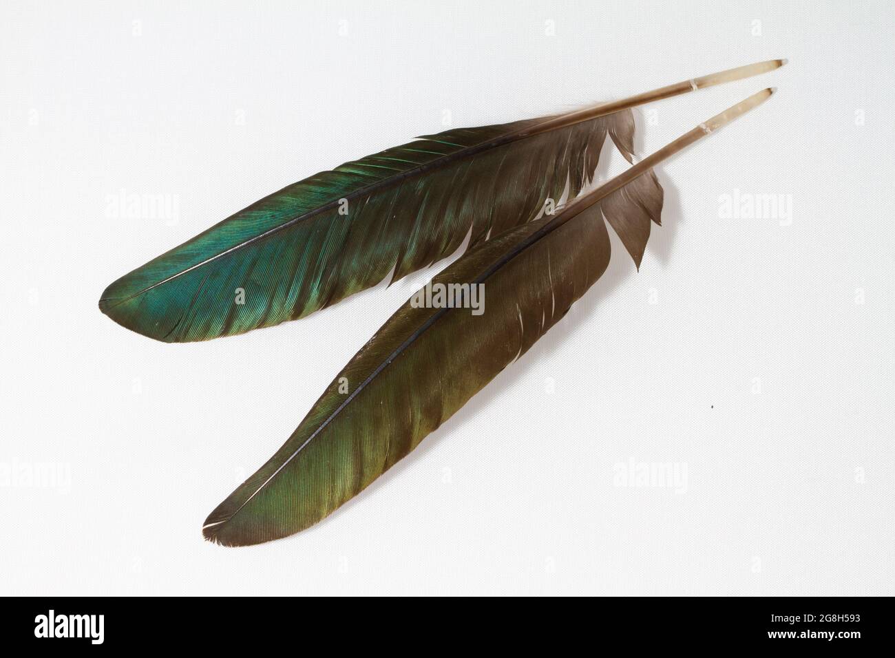 Iridescent green feathers on white background Stock Photo - Alamy
