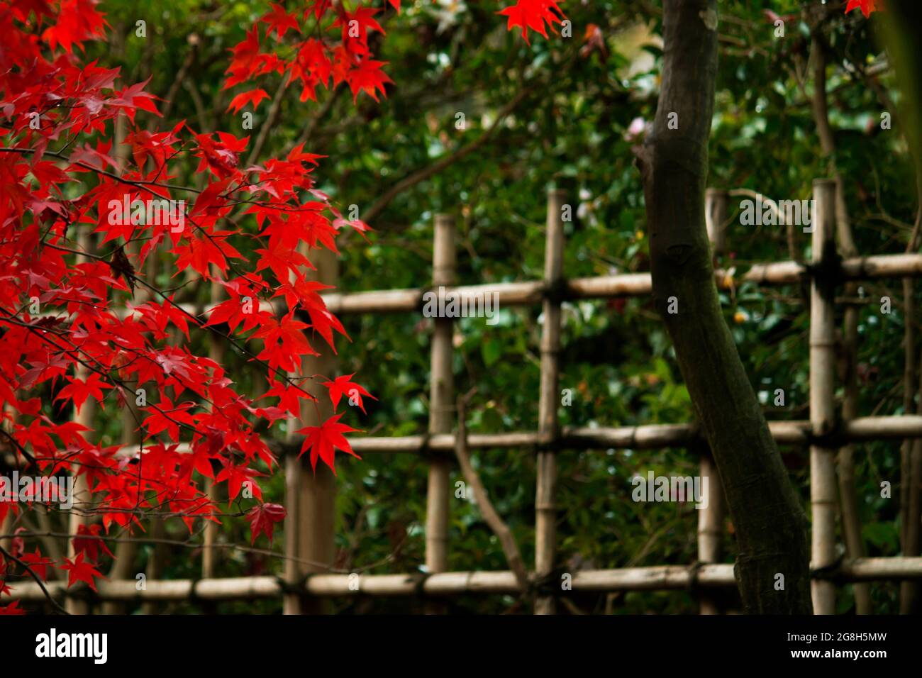 Japanese garden with bamboo fence and Japanese maple Stock Photo