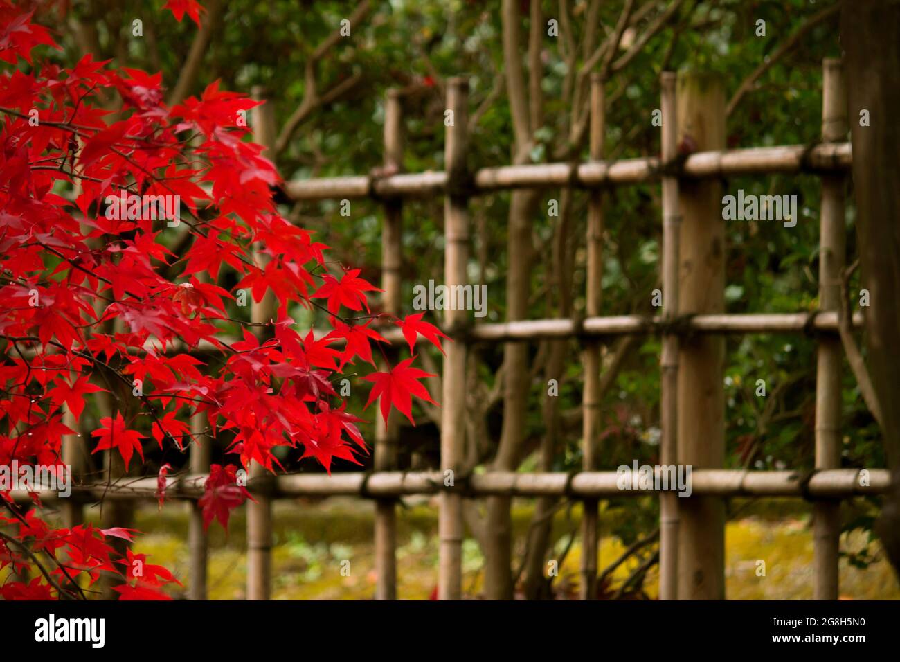 Japanese garden with bamboo fence and Japanese maple Stock Photo