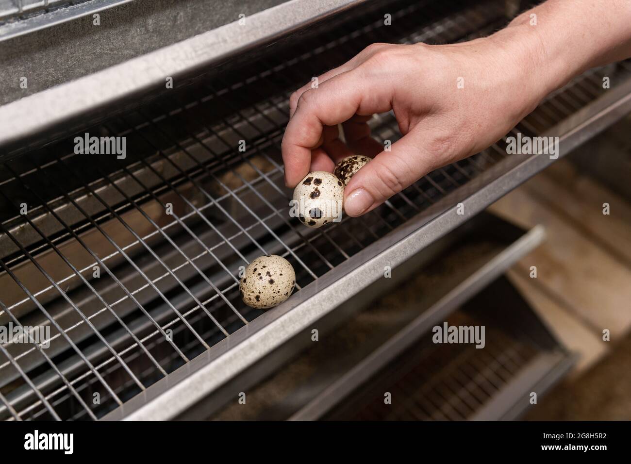 farmer's hand picks quail eggs from the battery cage tray Stock Photo