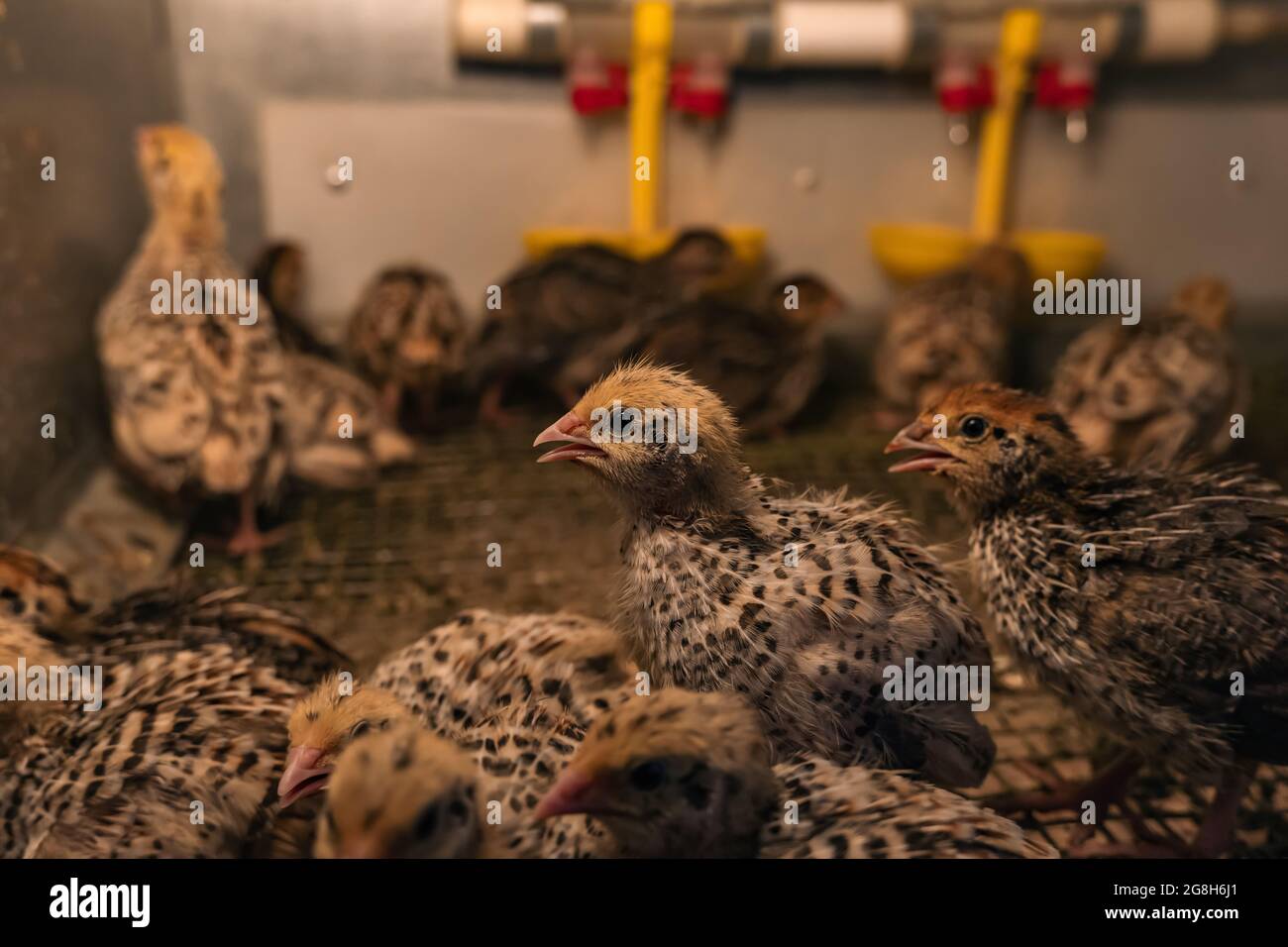 domestic japanese quail kept baby chickens are kept in a brooder in a hen house, close-up Stock Photo