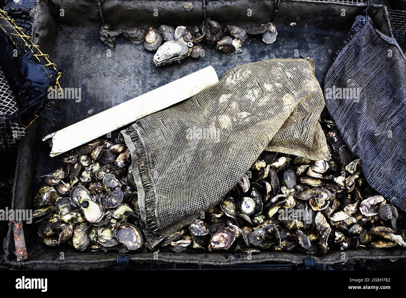 Oyster farming in Wellfleet Massachusetts on Cape Cod Stock Photo Alamy