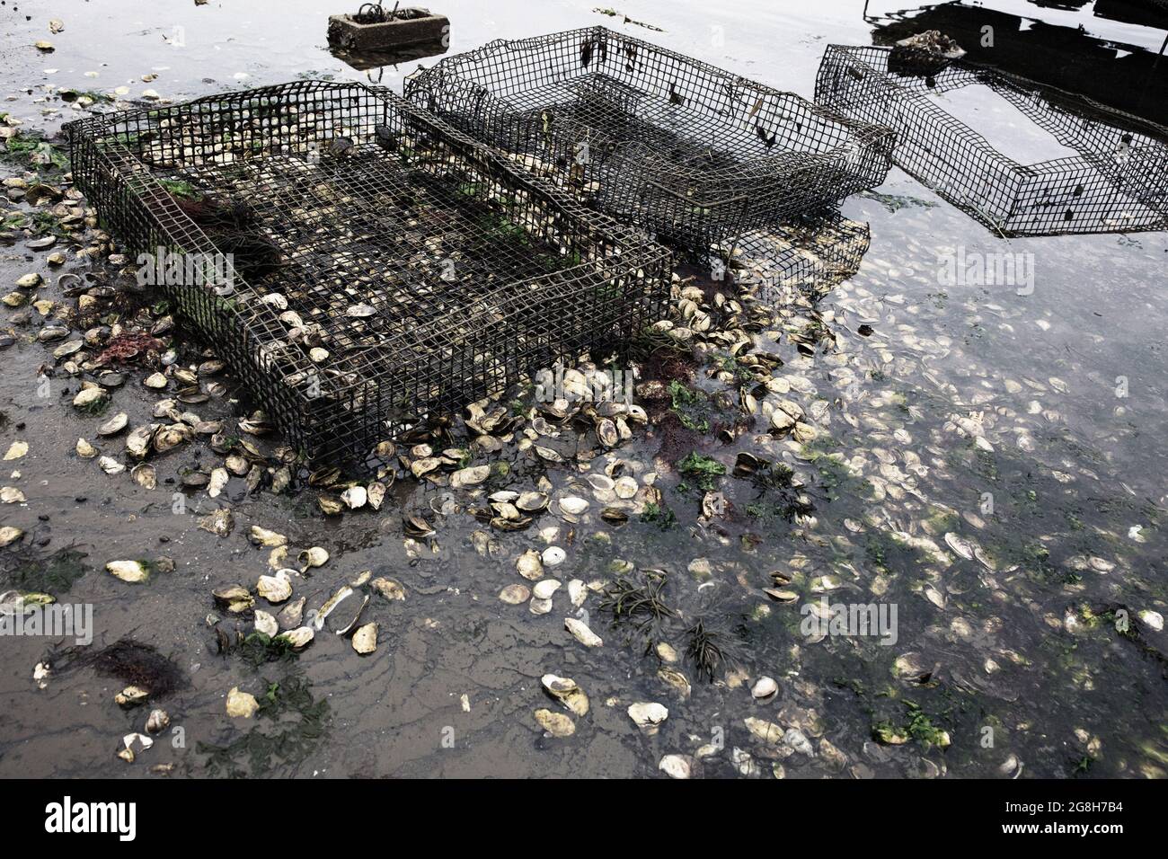 Oyster farming in Wellfleet Massachusetts on Cape Cod Stock Photo Alamy