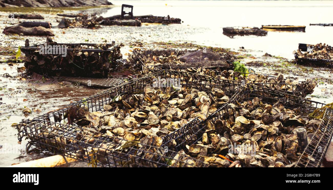 Oyster farming in Wellfleet Massachusetts on Cape Cod Stock Photo Alamy
