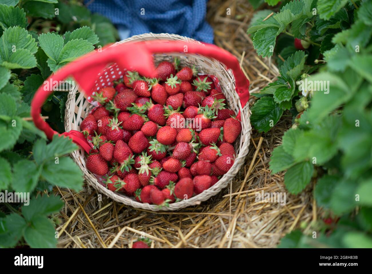 Bucket of fresh strawberries in the garden Stock Photo - Alamy