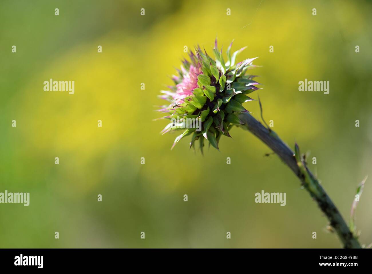 Carduus acanthoides grass, in Pampas environment , invasive European ...