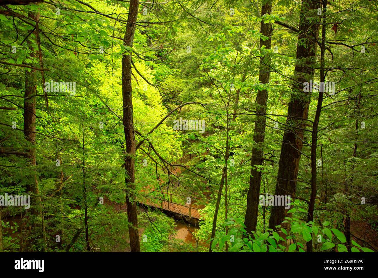 Rocky Hollow trail boardwalk, Turkey Run State Park, Indiana Stock