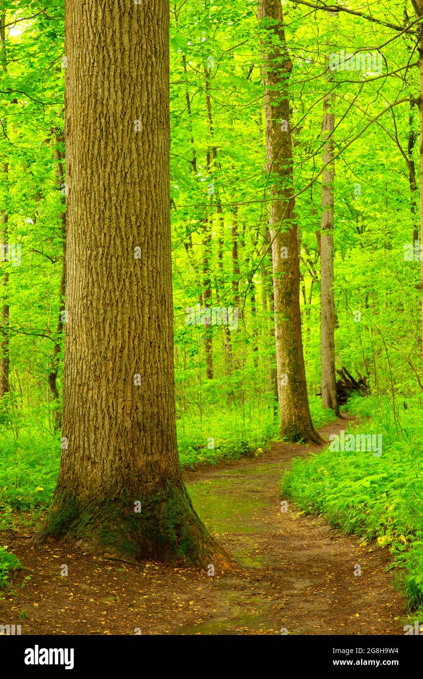 Hiking trail, Turkey Run State Park, Indiana Stock Photo Alamy