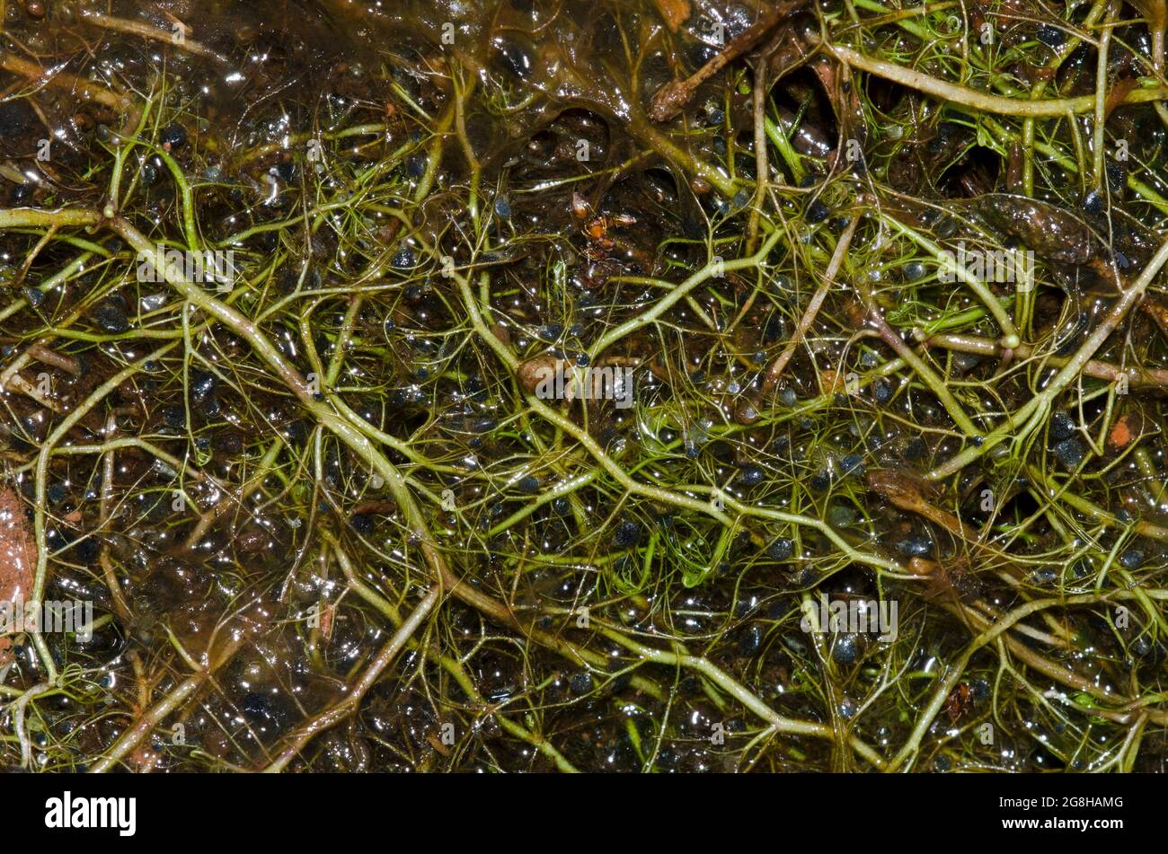 Humped Bladderwort, Utricularia gibba Stock Photo