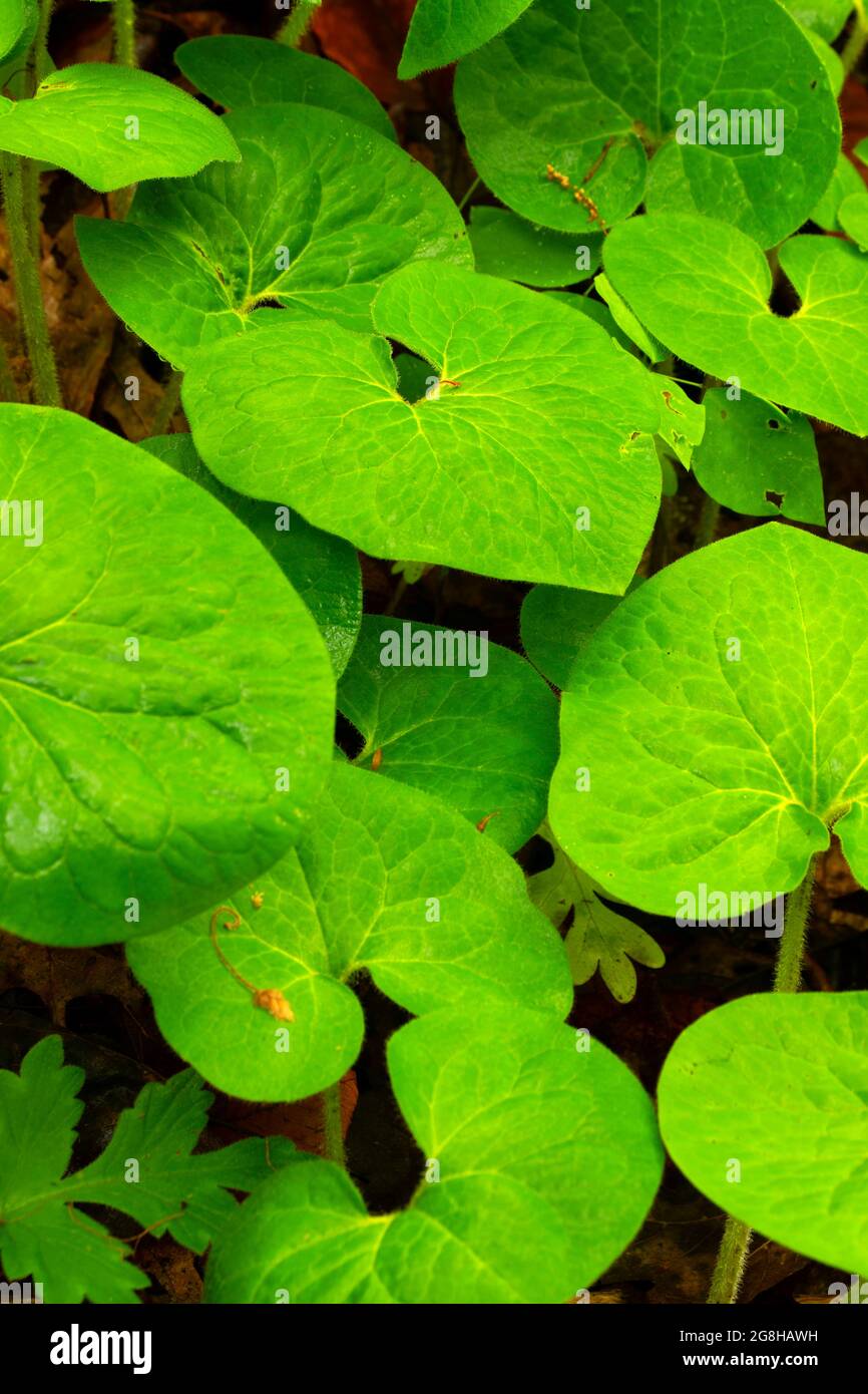 Wild ginger (Asarum canadense), Shades State Park, Indiana Stock Photo