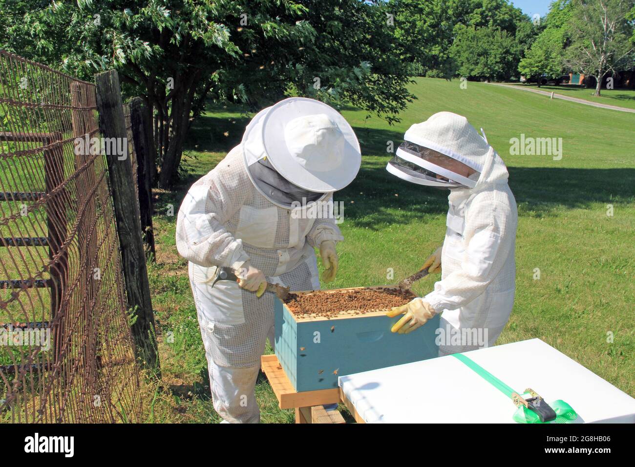 Separating Frames in a Beehive with a Hive Tool Stock Photo