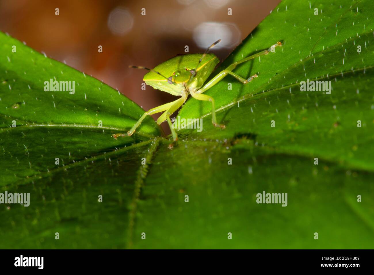 Green Stink Bug (Chinavia hilaris), Shades State Park, Indiana Stock ...