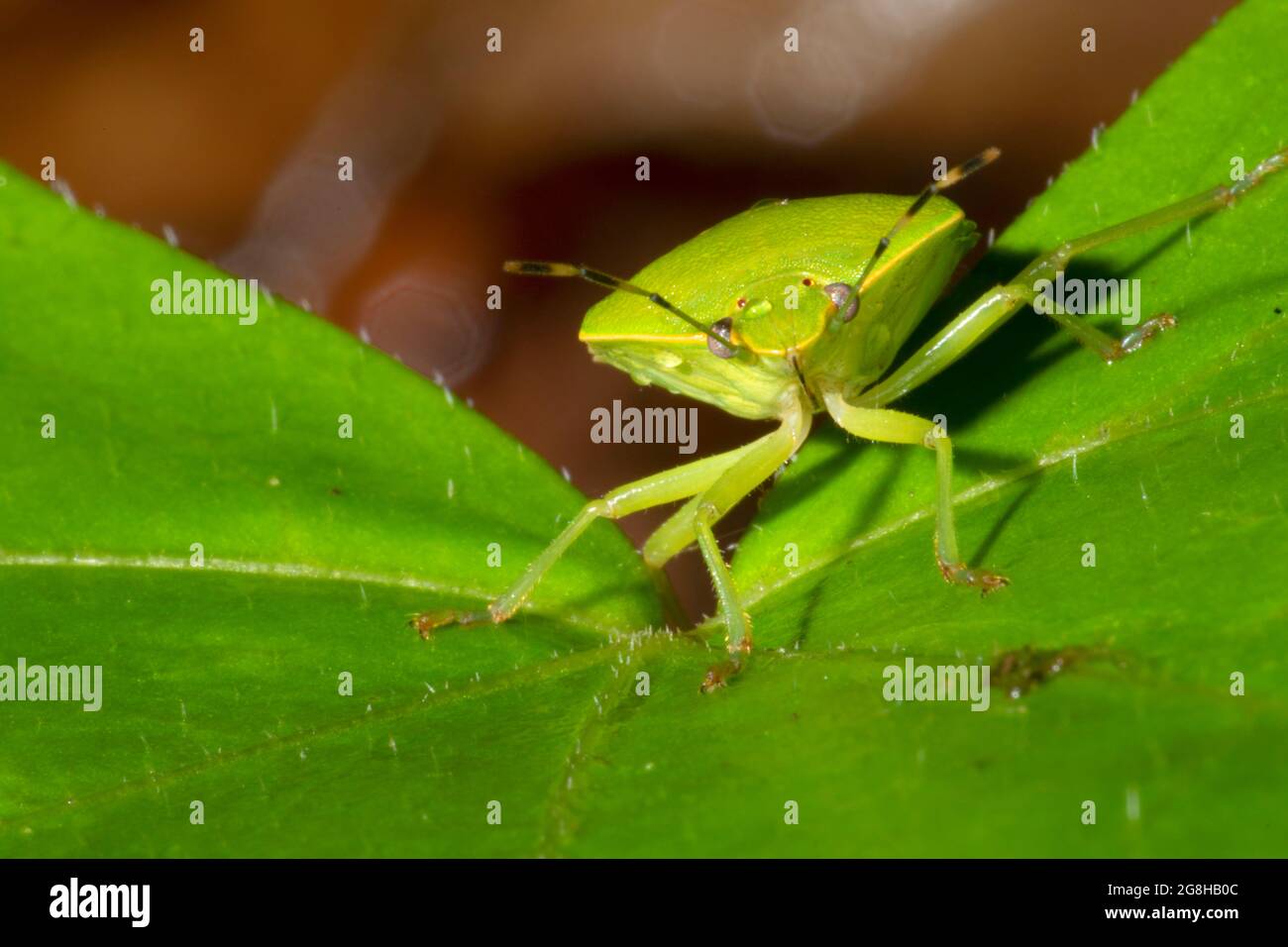 Green Stink Bug (Chinavia hilaris), Shades State Park, Indiana Stock ...