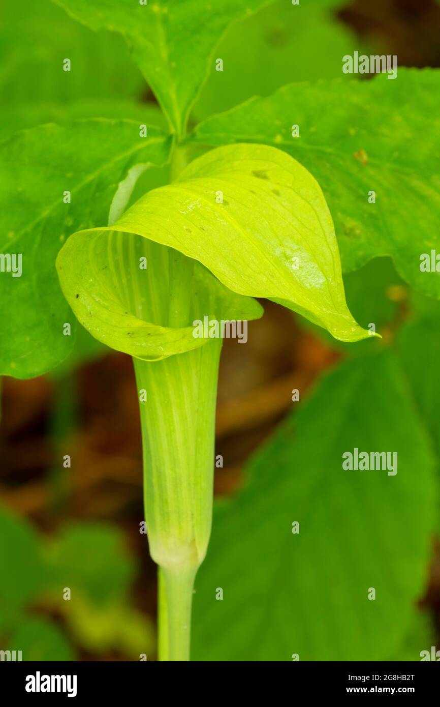 Jack in the Pulpit (Arisaema triphyllum), Shades State Park, Indiana Stock Photo