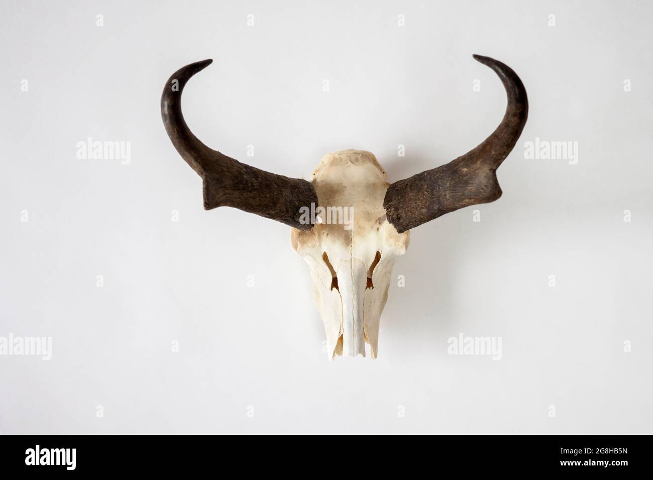A pronghorn skull displays the animal's unique horns Stock Photo Alamy