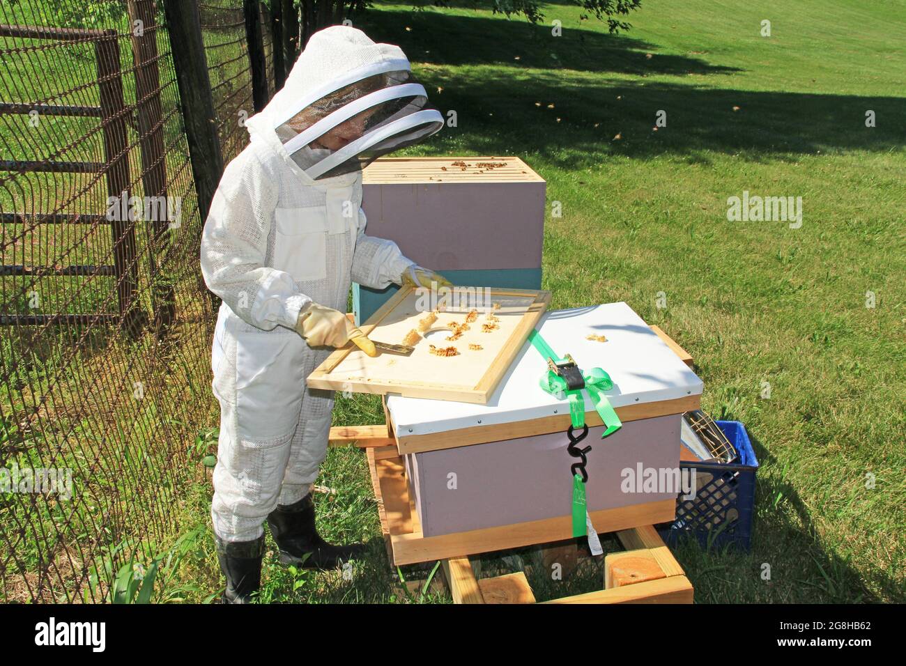 Removing Burr Comb from a Beehive Inner Lid Stock Photo - Alamy