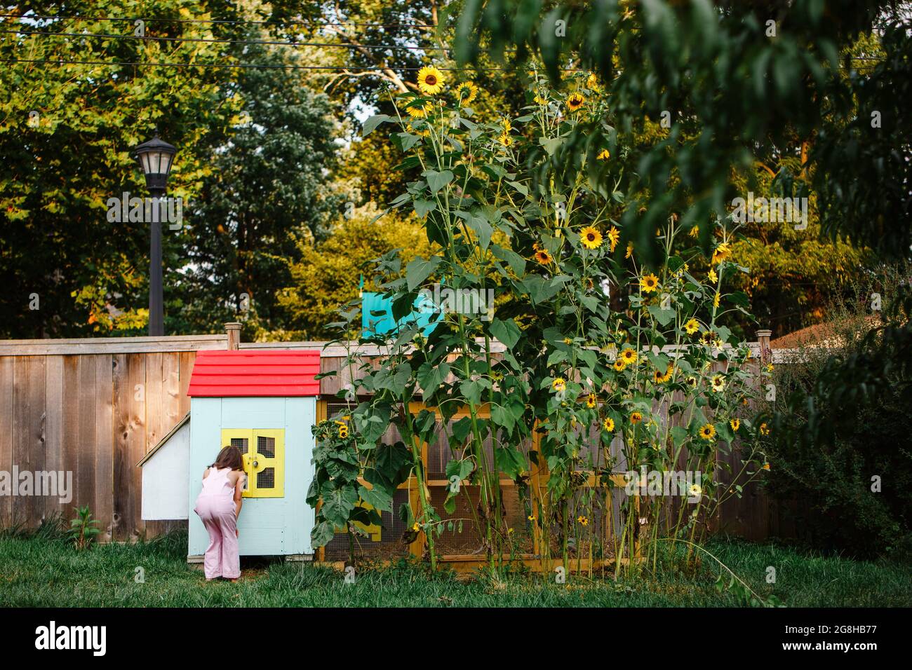 A little girl peers into chicken coop window in flower-filled yard Stock Photo