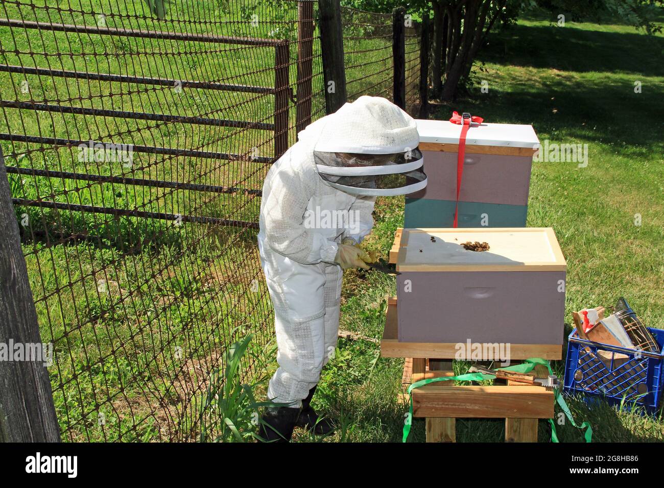 Child Removing the Inner Lid from a Beehive Stock Photo