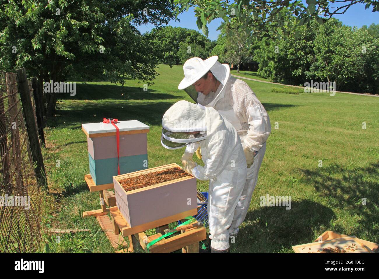 Separating Frames in a Beehive with a Hive Tool Stock Photo