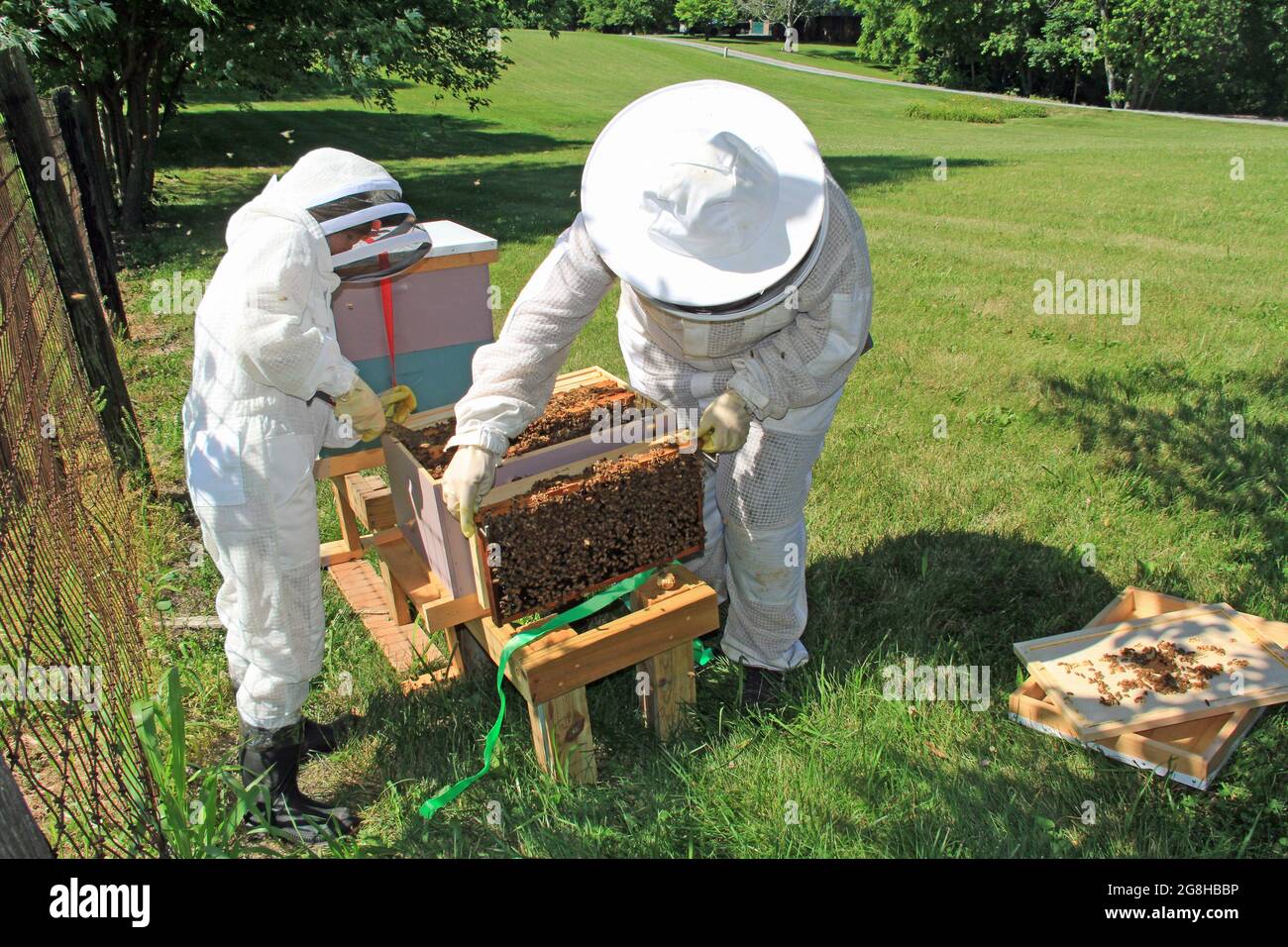 Hanging Frames from a Beehive Outside the Hive Stock Photo
