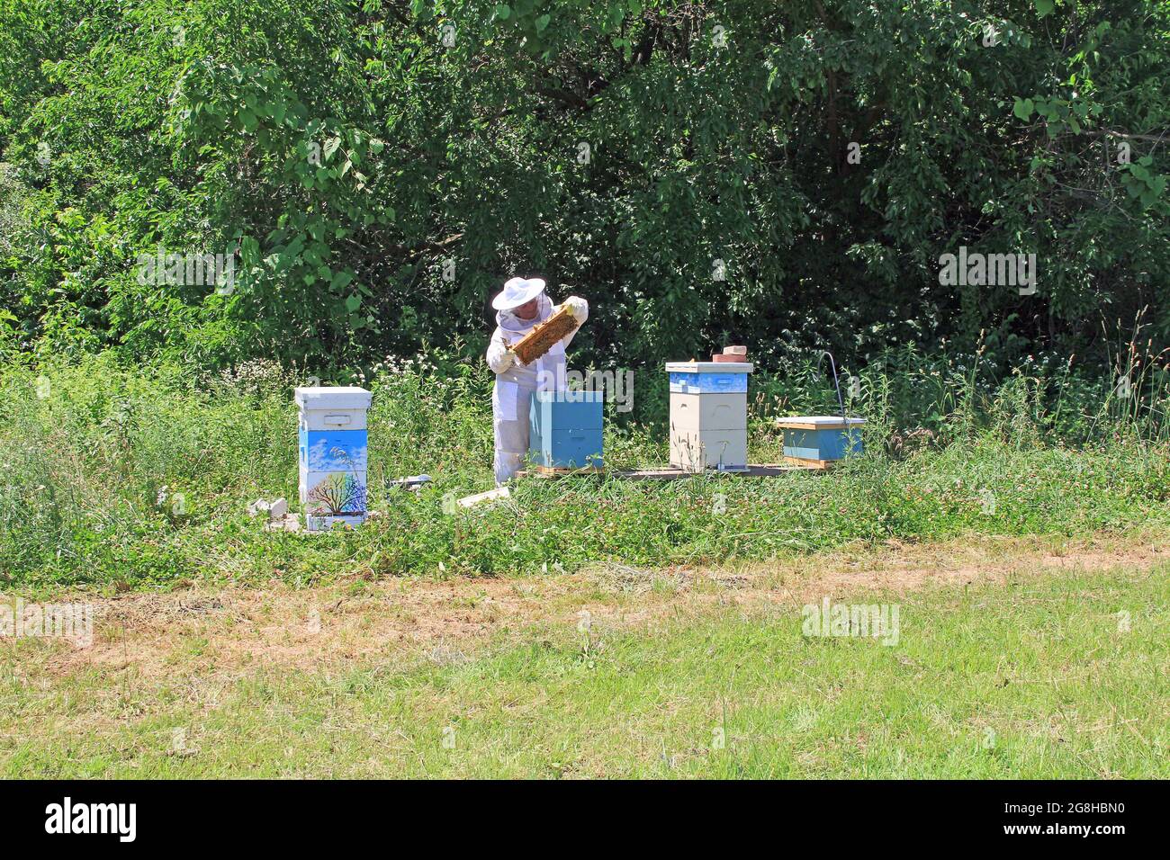 Beekeeper Working in her Bee Yard Checking Hives Stock Photo