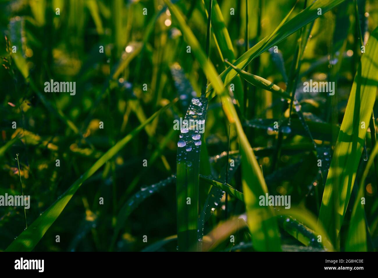 Water drops on green grass macro Stock Photo - Alamy
