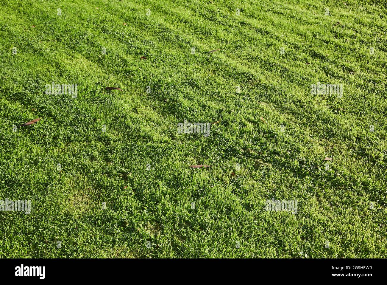 Green Grass cut short lawn Stock Photo