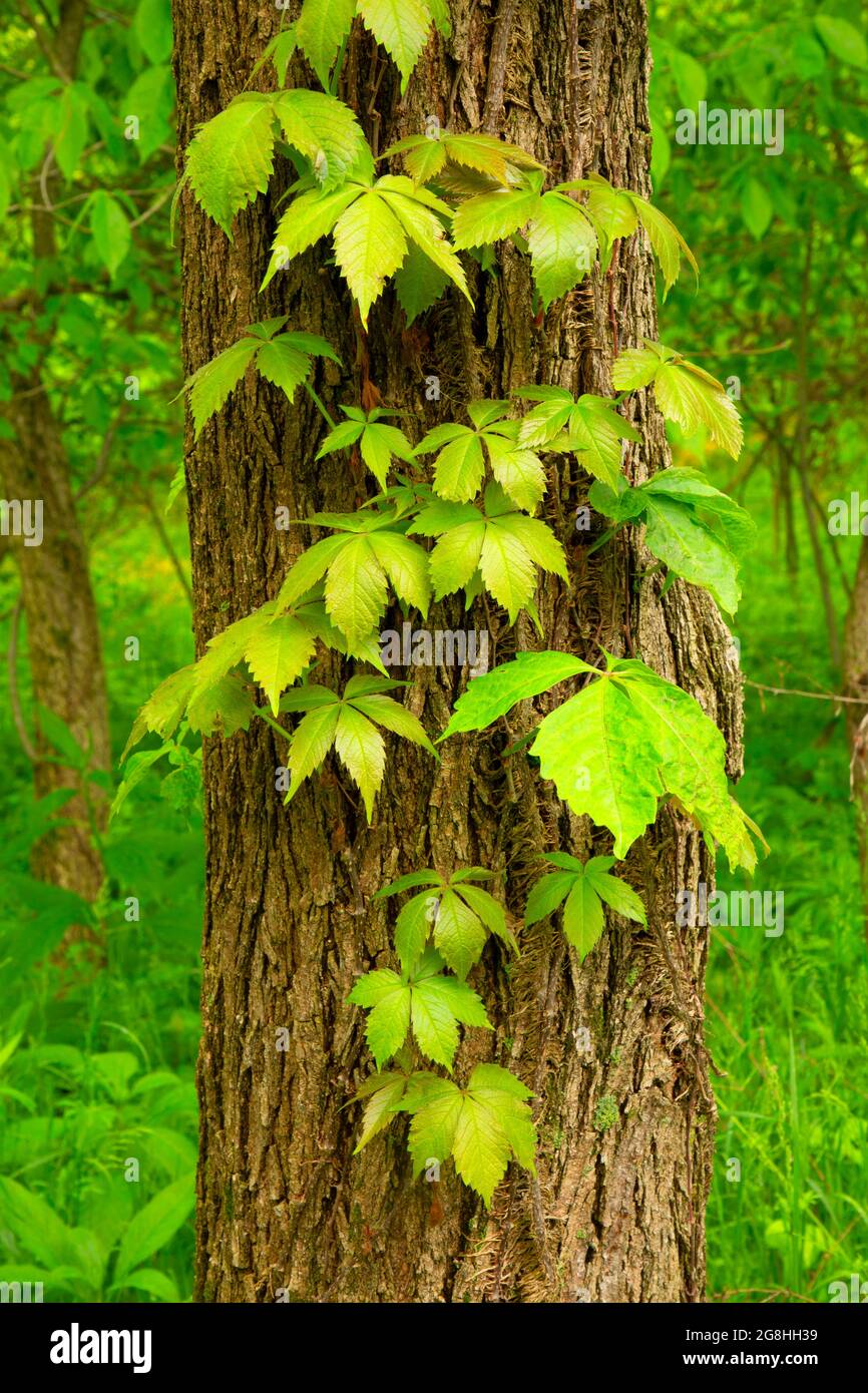 Virginia creeper (Parthenocissus quinquefolia), Hall Woods Nature Preserve, Indiana Stock Photo