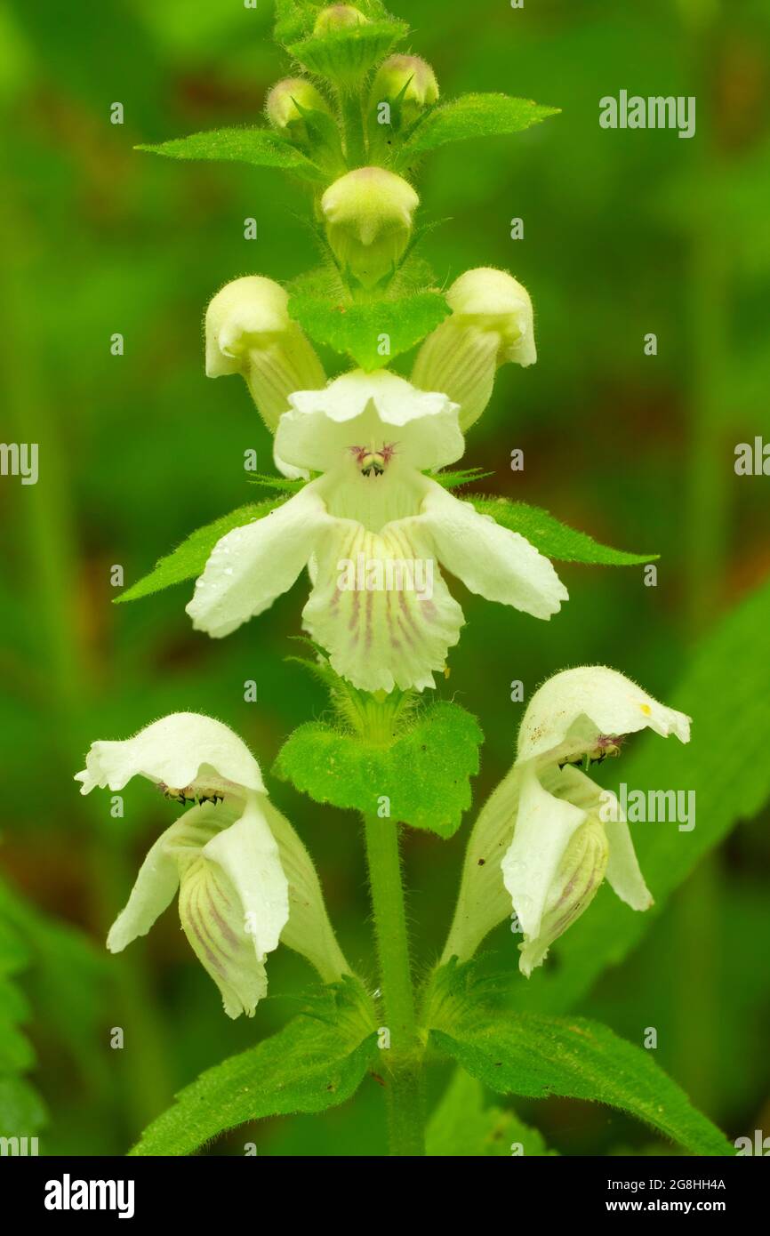 Wildflower beauty hi-res stock photography and images - Page 4 - Alamy