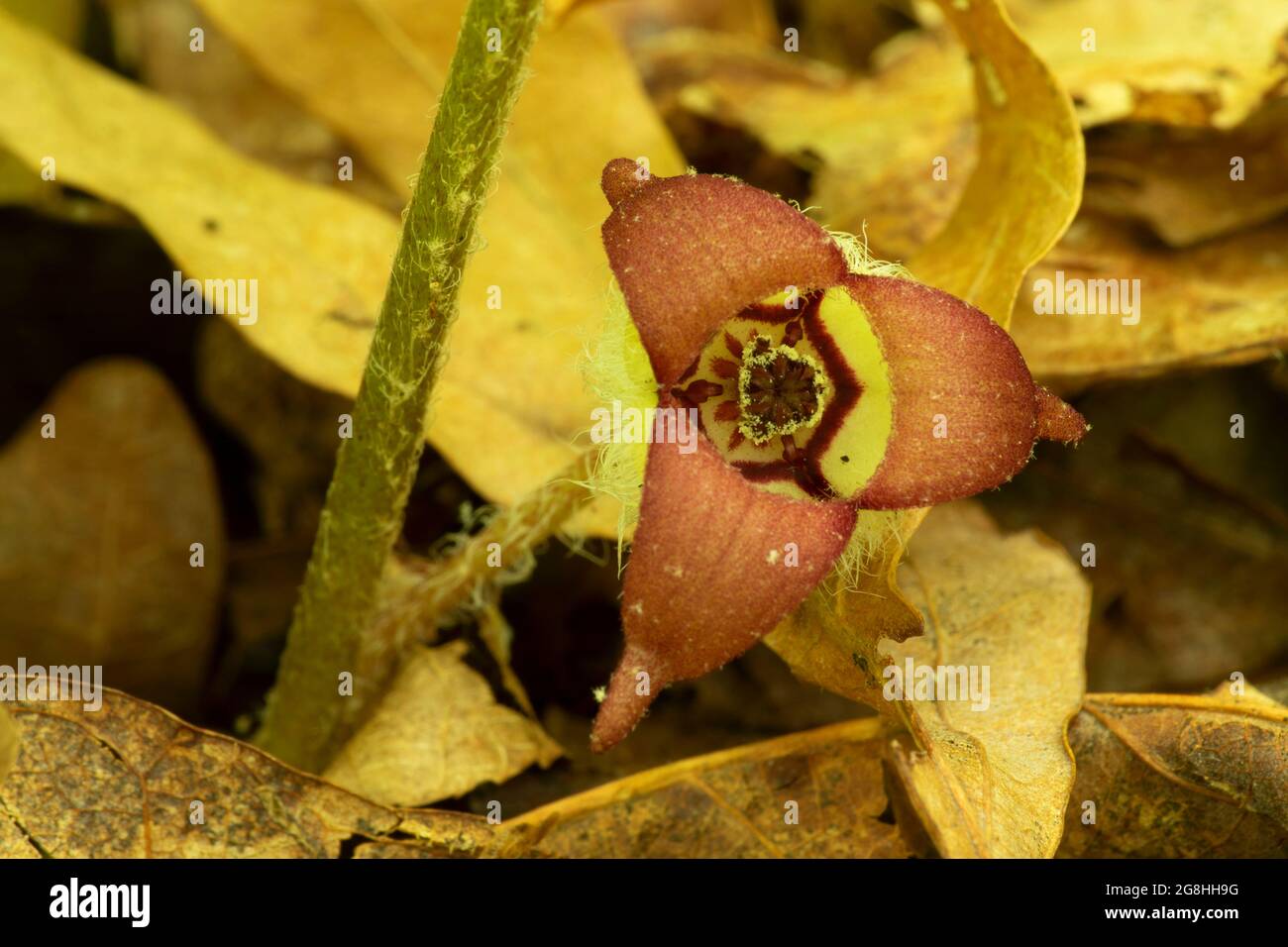 Wild ginger bloom, McCormick's Creek State Park, Indiana Stock Photo