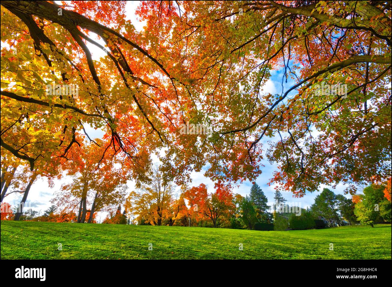 Low angle view of the maple tree with a lens flare Stock Photo - Alamy