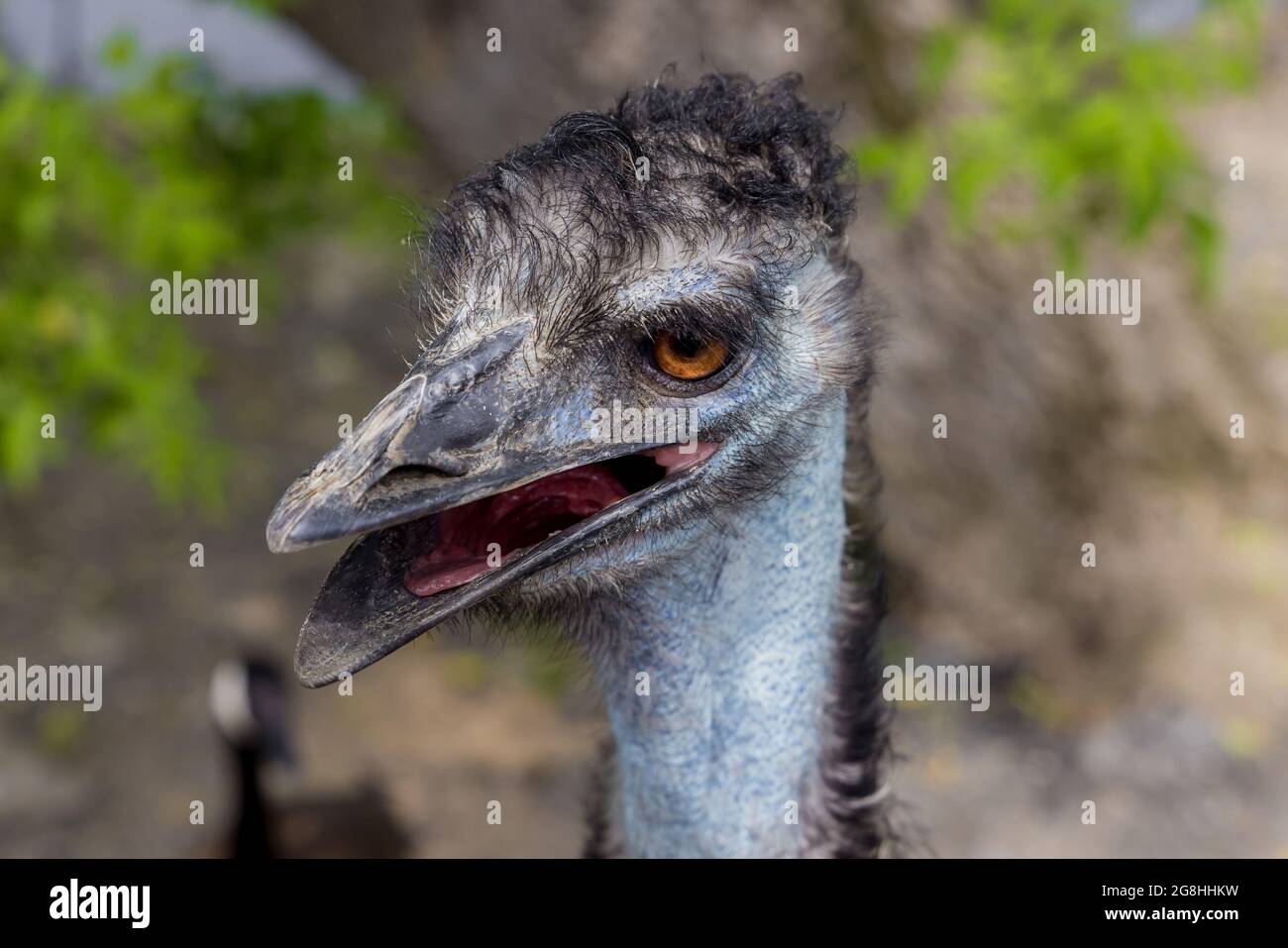 Blue Emu High Resolution Stock Photography And Images Alamy