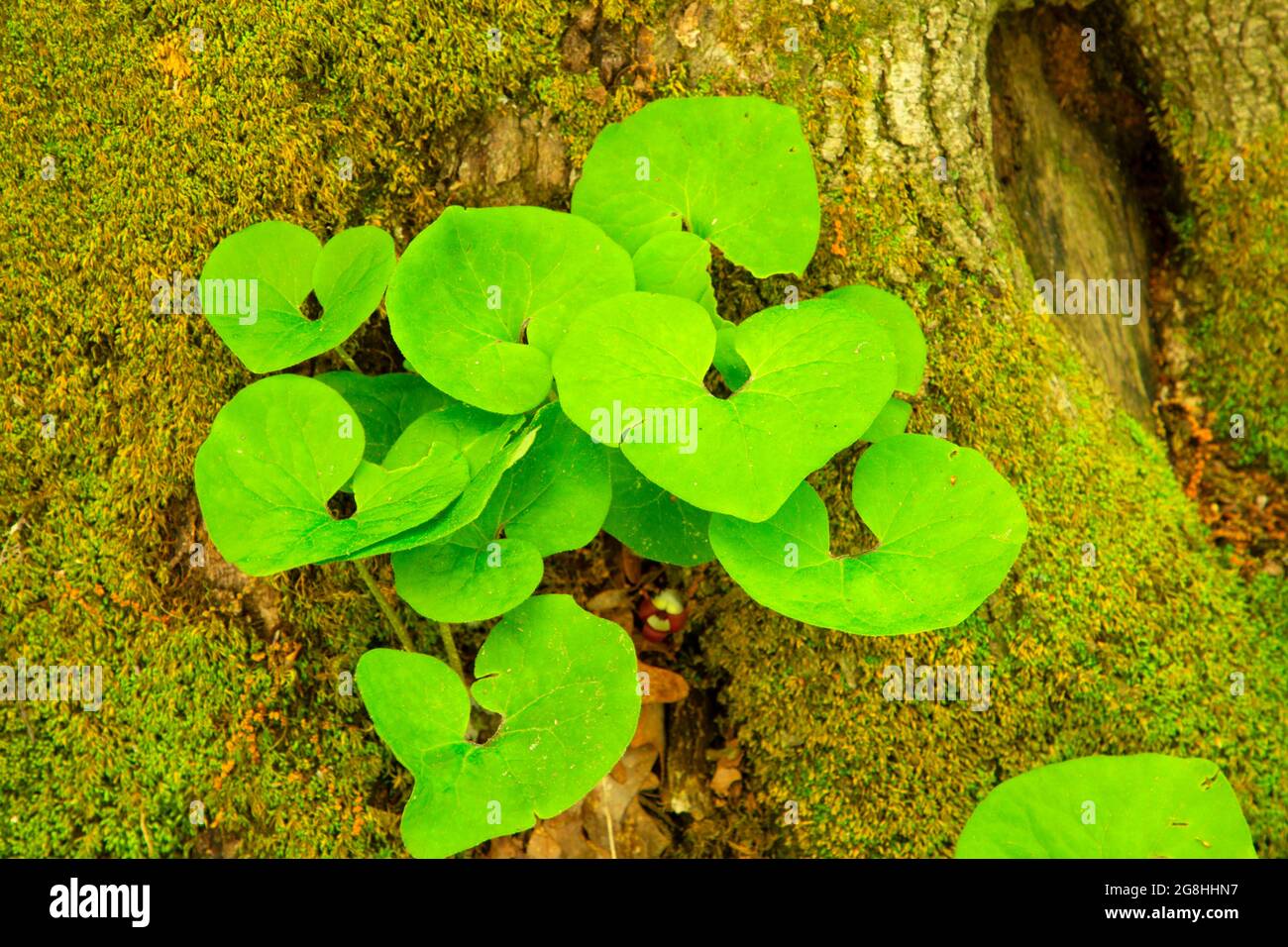 Wild ginger, McCormick's Creek State Park, Indiana Stock Photo