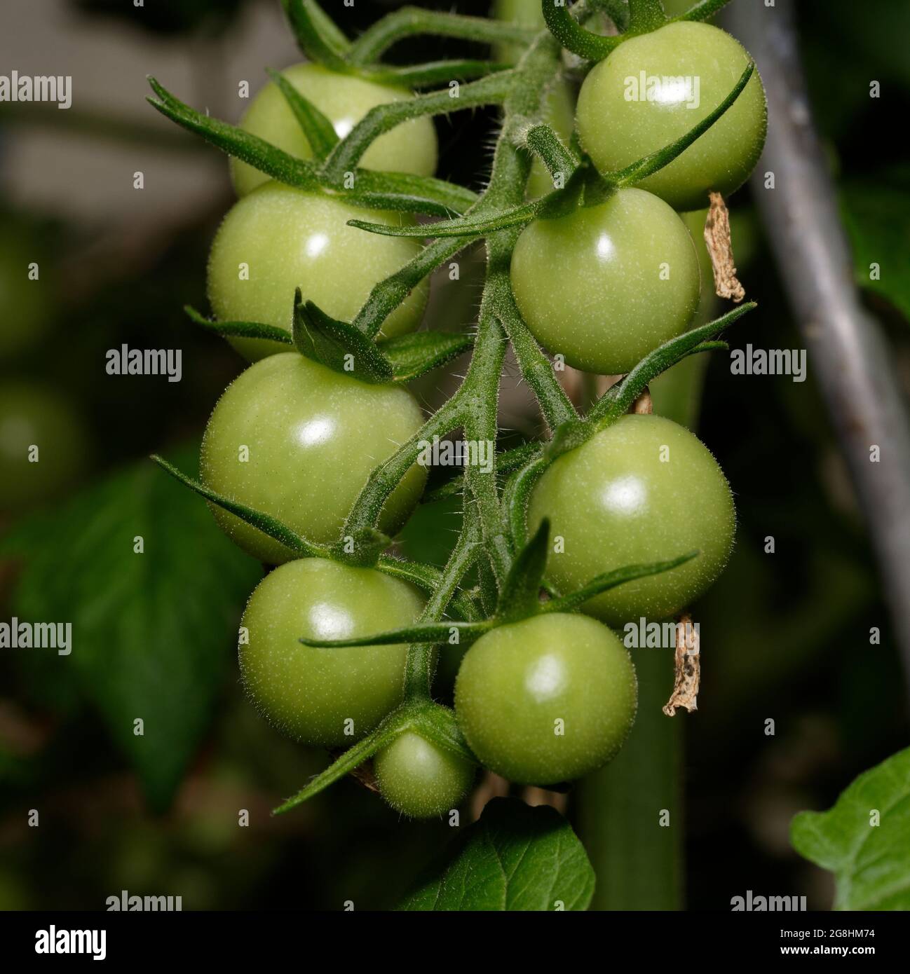 unripe still green tomatoes hanging on a branch Stock Photo