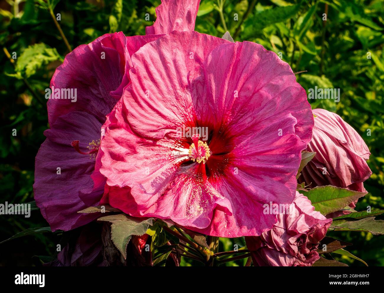 giant hibiscus plants fully opened i the summer garden Stock Photo Alamy
