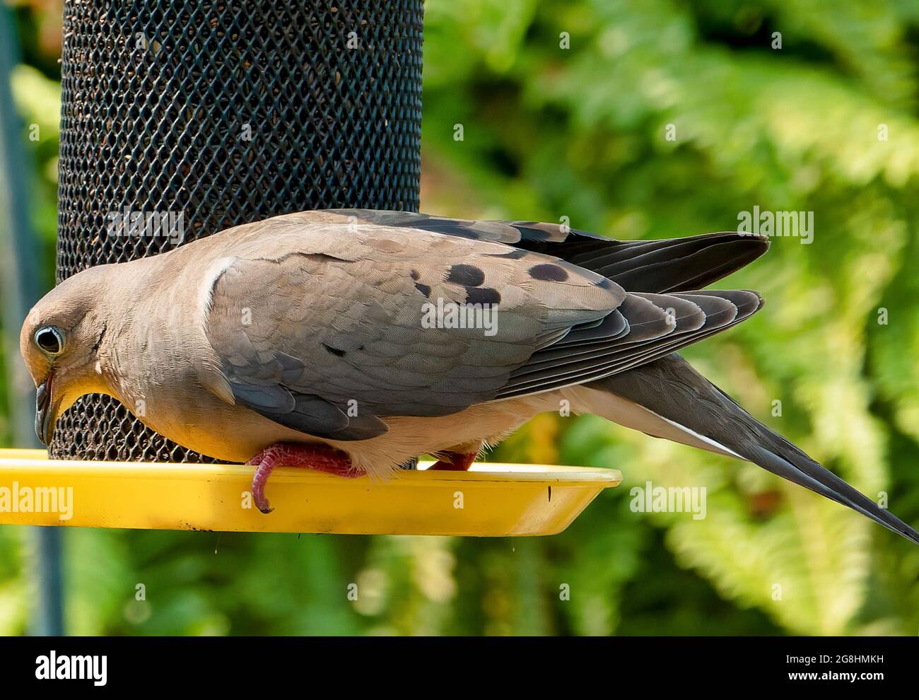 Mourning Dove squeezes onto the bird feeder Stock Photo Alamy