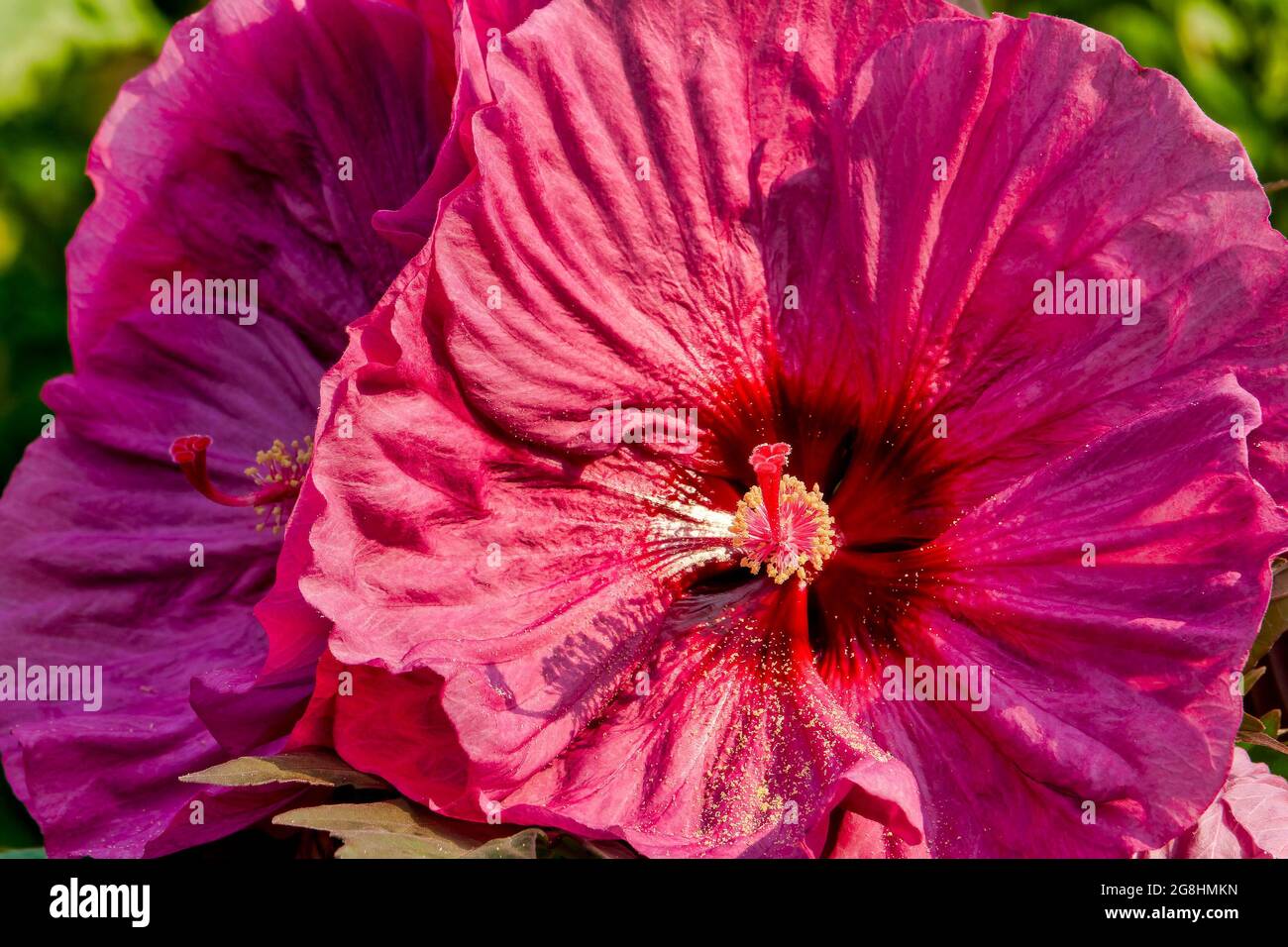 giant hibiscus plants fully opened i the summer garden Stock Photo Alamy