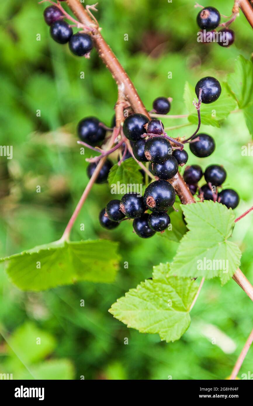 Branch of ripe blackcurrant berries hanging on the bush at organic farm Stock Photo