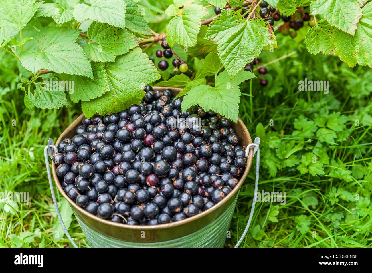 Blackcurrant berries in a metal bucket at organic farm top view. Stock Photo