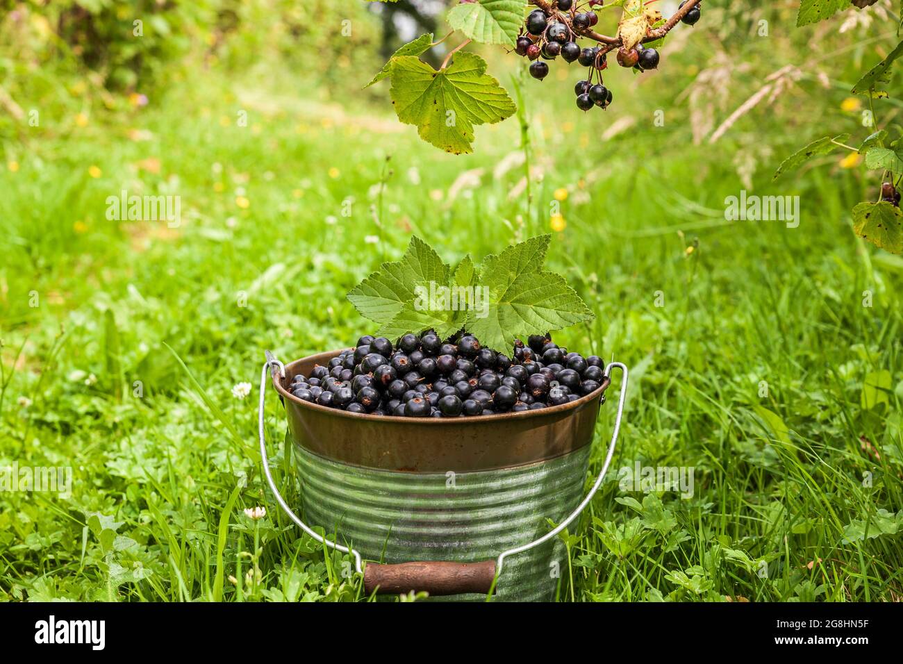 Blackcurrant berries in a metal bucket at organic farm. Stock Photo