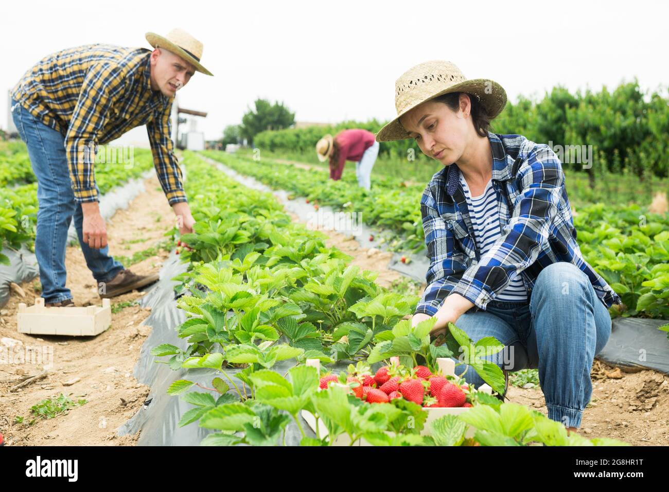 Team of farmers picking strawberry at farm Stock Photo - Alamy