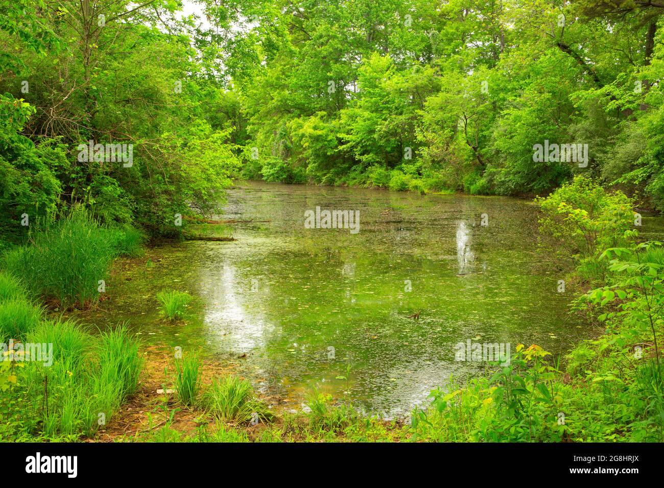 Lynn Lake, Greene Sullivan State Forest, Indiana Stock Photo Alamy