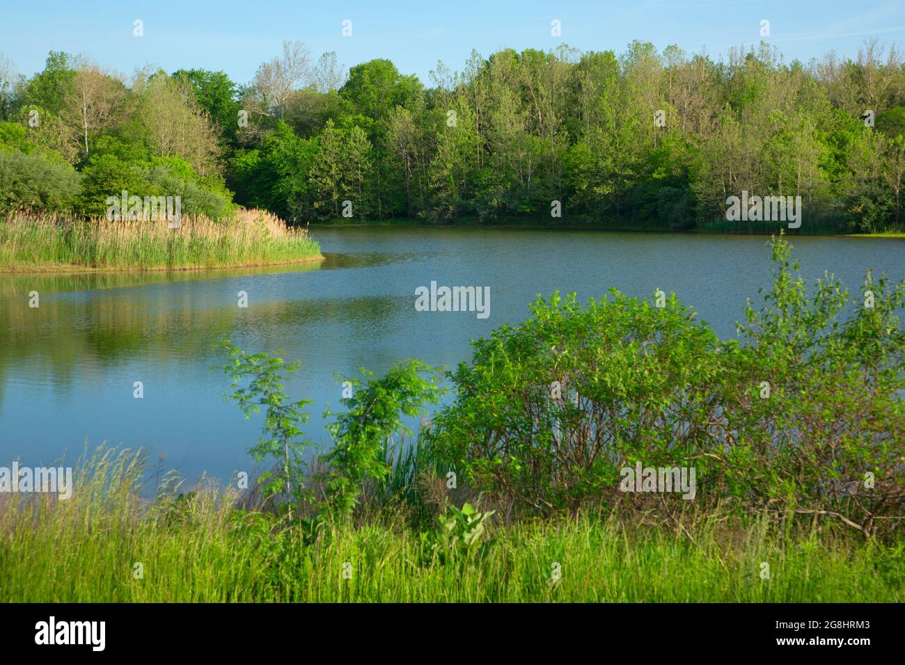 West Lake, Dugger Unit, Greene Sullivan State Forest, Indiana Stock Photo Alamy